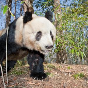 Giant Panda (Ailuropoda melanoleuca) young male, Qinling Mountains, China