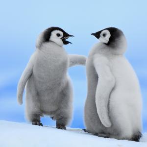 Penguins © National Geographic Creative / Jan Vermeer / WWF
