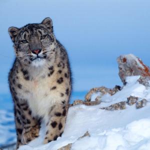 Snow leopard In Winter 